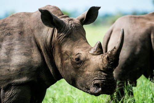 How Modern Animal Protection Operates: Insights from Science and Policy