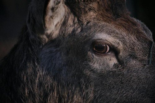 How Editing and Proofreading Improve Animal Protection Policies