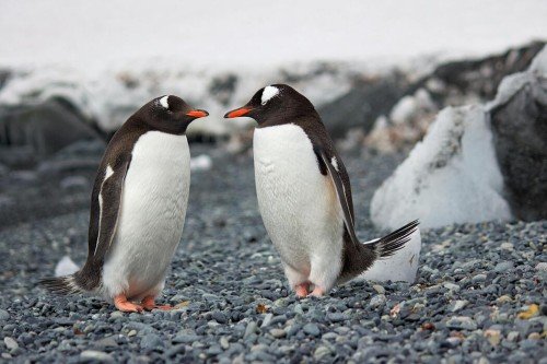 Les droits des animaux en pratique : ce qui est fait et ce qui vient ensuite