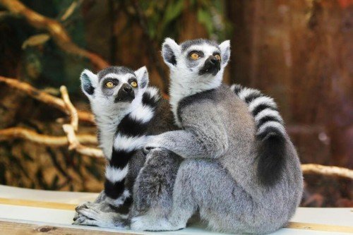 (Italian Article) Cosa Dovresti Sapere sul Benessere Animale. Fatti, Azioni, Impatto