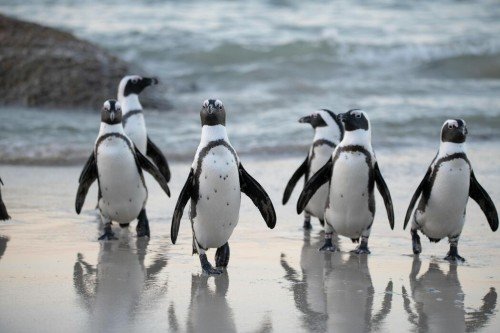 Rethinking Animal Protection: Strategies, Challenges, and Global Trends