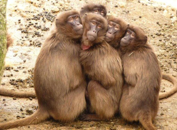 From Policy to Action: How Animal Protection Works Today