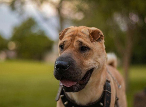 How Everyday Choices Can Save Animals’ Lives