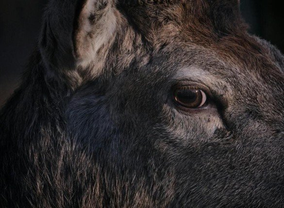 How Editing and Proofreading Improve Animal Protection Policies