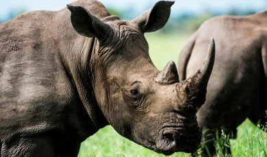 How Modern Animal Protection Operates: Insights from Science and Policy