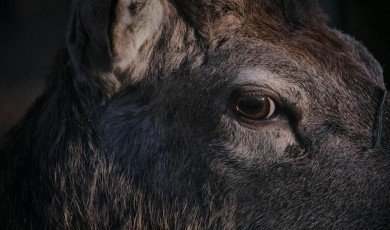 How Editing and Proofreading Improve Animal Protection Policies