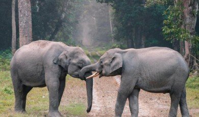Verständnis der Herausforderungen im Tierschutz: Ein datengetriebener Ansatz
