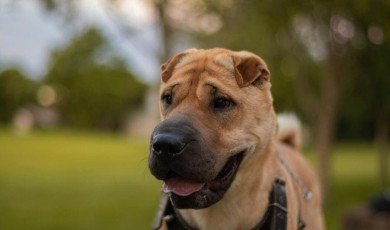 How Everyday Choices Can Save Animals’ Lives