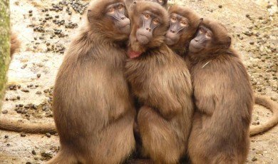 From Policy to Action: How Animal Protection Works Today